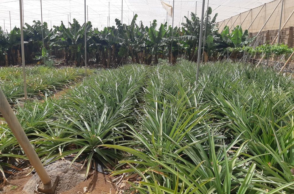 Cabildo de Tenerife: «Guía de productos fitosanitarios de posible uso en agricultura ecológica» (26ene2022)