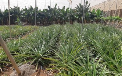 Cabildo de Tenerife: «Guía de productos fitosanitarios de posible uso en agricultura ecológica» (26ene2022)