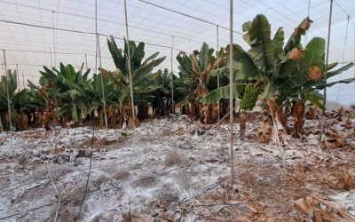 Publicado el Plan de Contingencia para Fusarium RT4